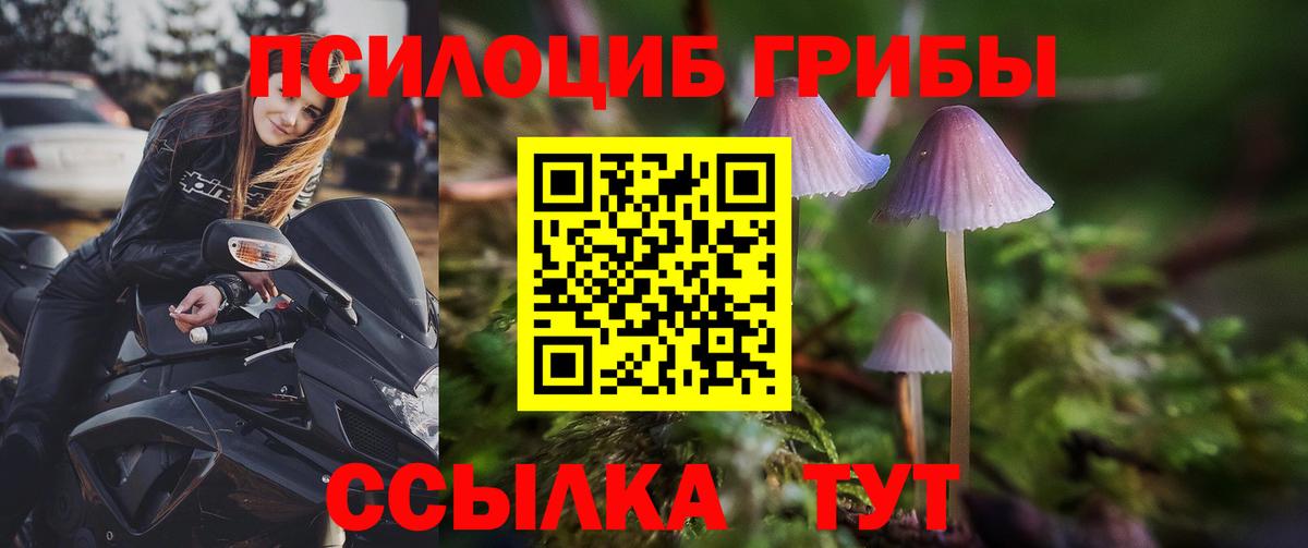 Тихвин  Псилоцибиновые грибы Psilocybine cubensis  Вход с VPN 